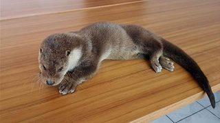 Tunceli’de yaralı bulunan su samuru tedavi altına alındı