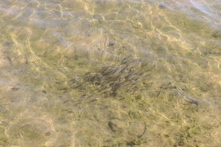 Edirne'deki göletlere 520 bin balık yavrusu bırakıldı G3