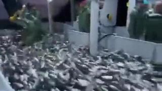 Karadeniz'den balık fışkırdı! Tonlarca palamutla döndüler