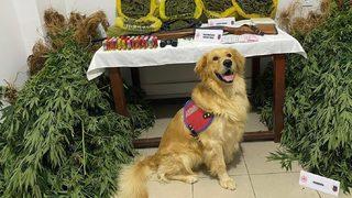 Mersin'de bahçede Hint keneviri yetiştiren zanlı tutuklandı