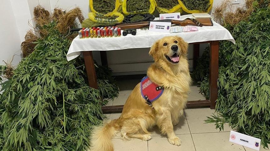 Mersin'de bahçede Hint keneviri yetiştiren zanlı tutuklandı