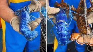 İki milyonda bir görülen mavi ıstakoz sosyal medyanın gündemine yerleşti! “Şimdiye kadarki en güzeli...”