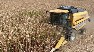 Seyyar biçerdöverciler il il gezerek hasat yapıyor