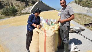 Sinop'ta çeltik hasadına başlandı