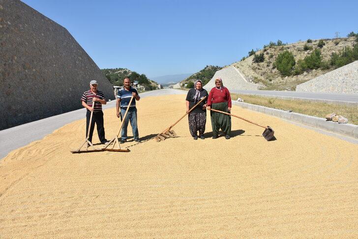 Sinop'ta çeltik hasadına başlandı G2