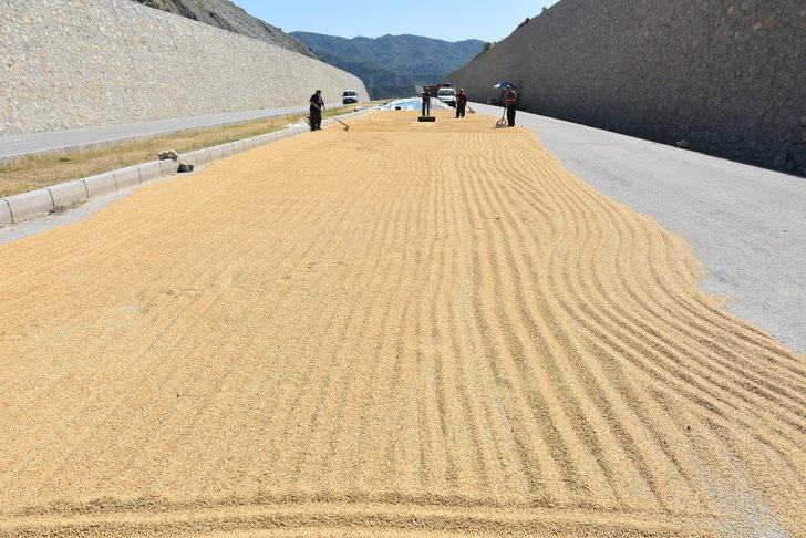 Sinop'ta çeltik hasadına başlandı G3