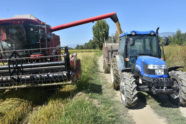 Sinop'ta çeltik hasadına başlandı G4