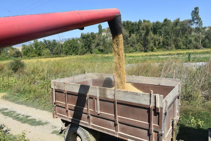 Sinop'ta çeltik hasadına başlandı G5