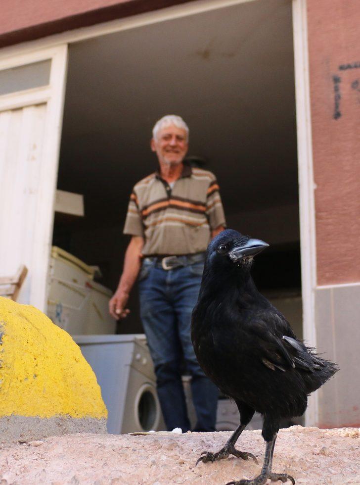 Eskişehir'de yavru karga mahallelinin ilgi odağı oldu G1