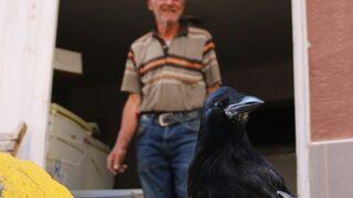 Eskişehir'de yavru karga mahallelinin ilgi odağı oldu