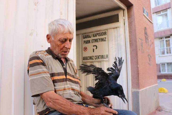 Eskişehir'de yavru karga mahallelinin ilgi odağı oldu G3