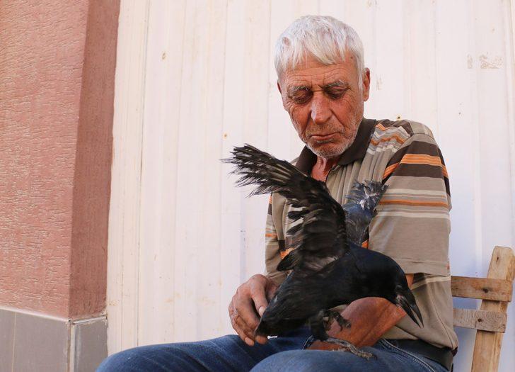 Eskişehir'de yavru karga mahallelinin ilgi odağı oldu G4