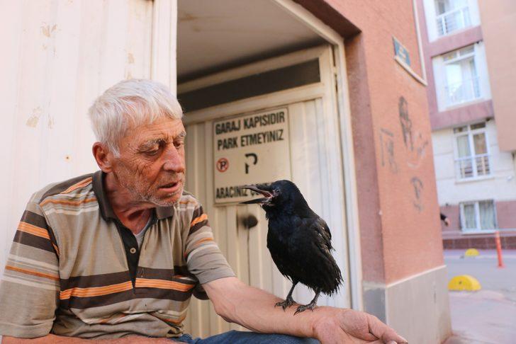 Eskişehir'de yavru karga mahallelinin ilgi odağı oldu G5