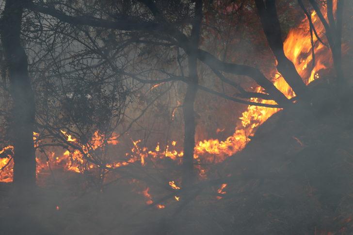 Alanya'da çıkan orman yangını söndürüldü G1
