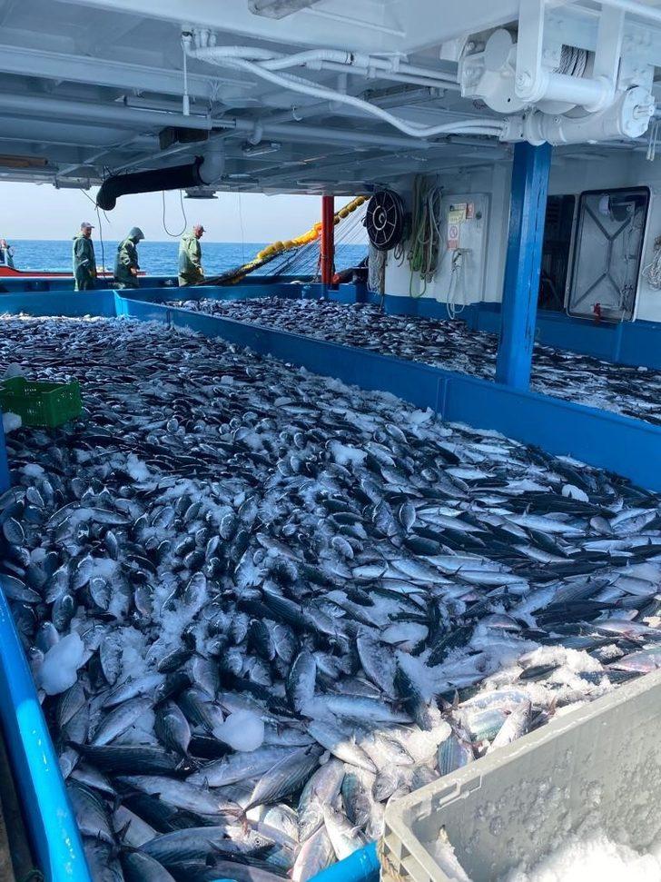 Zonguldak'ta palamut bolluğu tezgahlardaki fiyatlara yansıdı G3