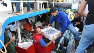 Bandırma Balık Hali'nde palamut bolluğu yaşanıyor