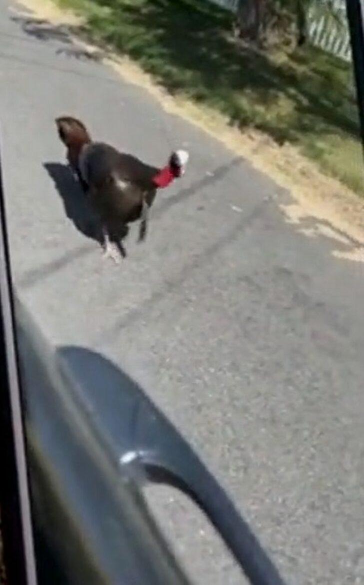 Hindi sürüsü bütün sokağı ele geçirdi! Mahalle sakinleri evden dahi çıkamıyor G1