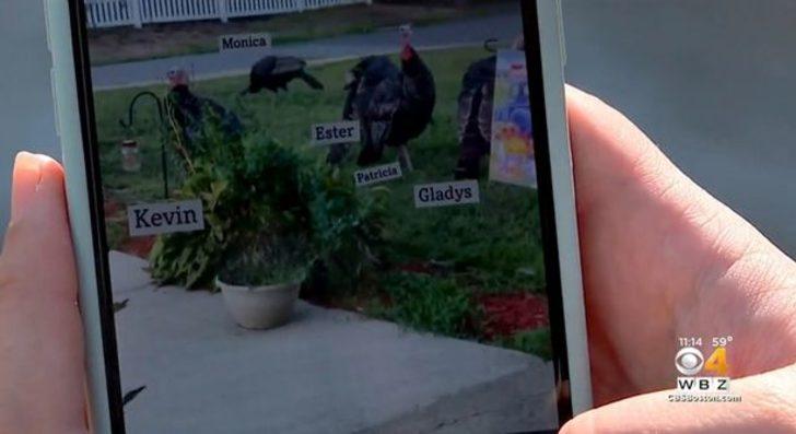 Hindi sürüsü bütün sokağı ele geçirdi! Mahalle sakinleri evden dahi çıkamıyor G2