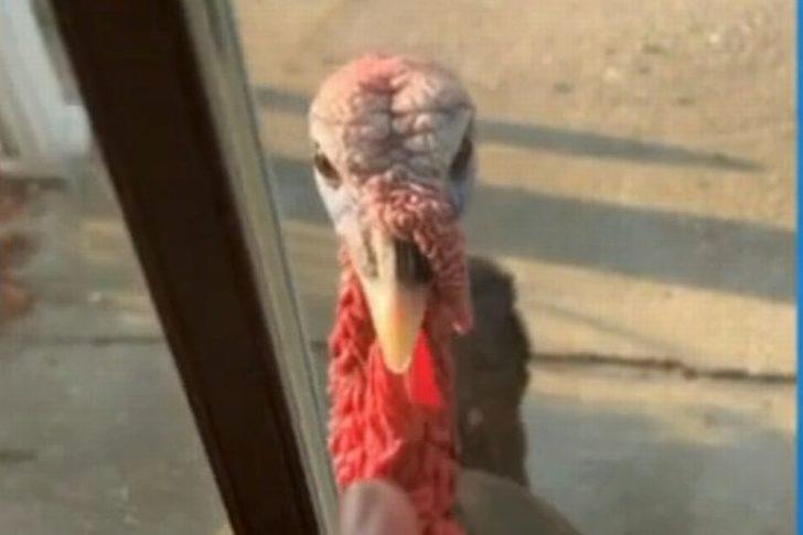 Hindi sürüsü bütün sokağı ele geçirdi! Mahalle sakinleri evden dahi çıkamıyor G3