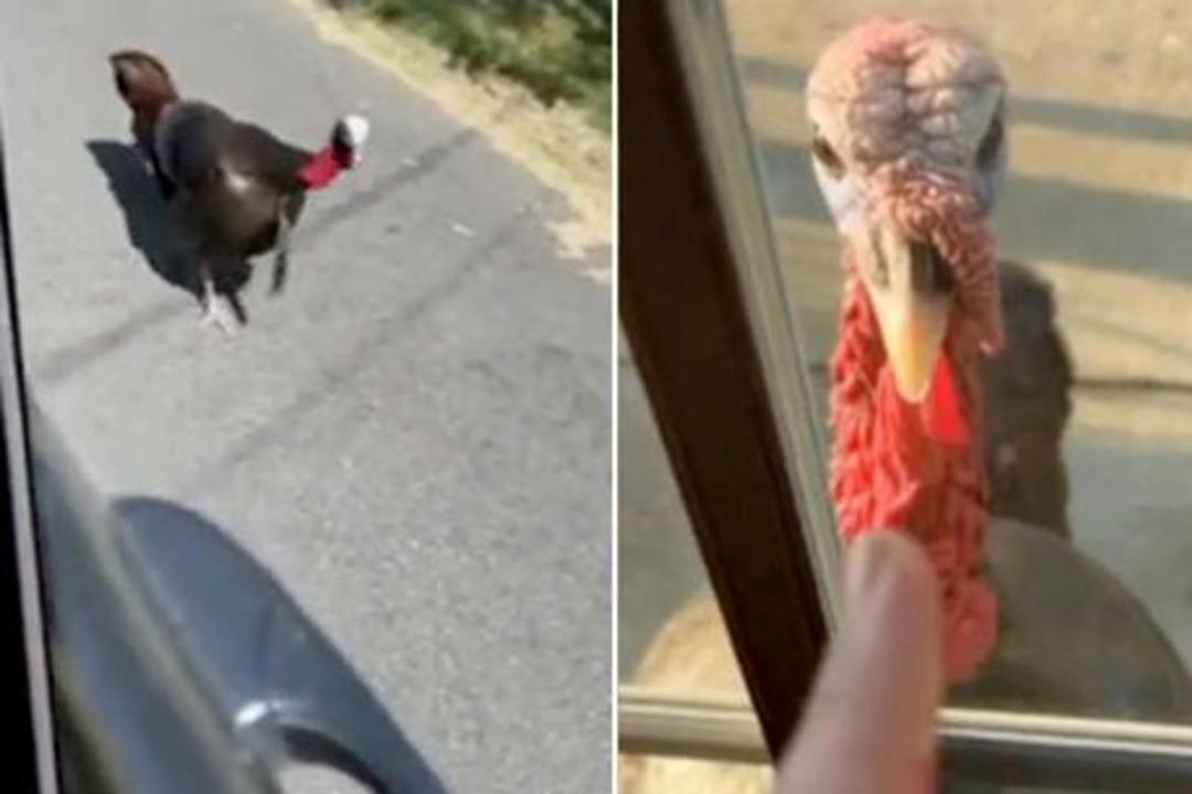 Hindi s&uuml;r&uuml;s&uuml; b&uuml;t&uuml;n sokağı ele ge&ccedil;irdi! Mahalle sakinleri evden dahi &ccedil;ıkamıyor