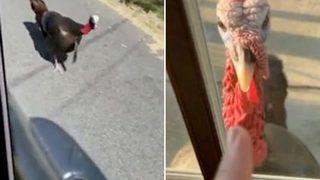 Hindi sürüsü bütün sokağı ele geçirdi! Mahalle sakinleri evden dahi çıkamıyor