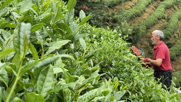 ÇAYKUR'un üçüncü sürgün yaş çay alımları devam ediyor G2