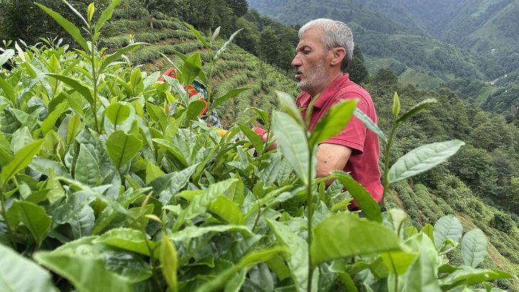 ÇAYKUR'un üçüncü sürgün yaş çay alımları devam ediyor G3