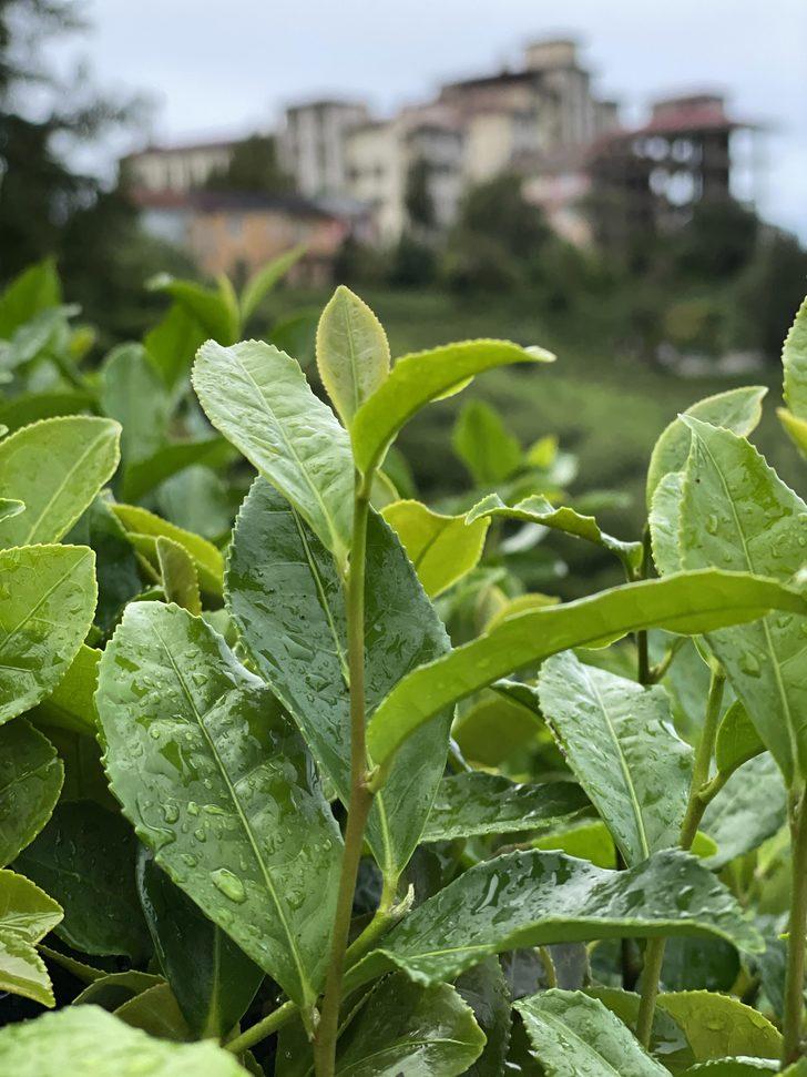 ÇAYKUR'un üçüncü sürgün yaş çay alımları devam ediyor G4