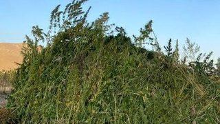 Erzurum'da mısır ve ayçiçeği tarlalarında kaçak kenevir yetiştiren 3 şüpheli yakalandı