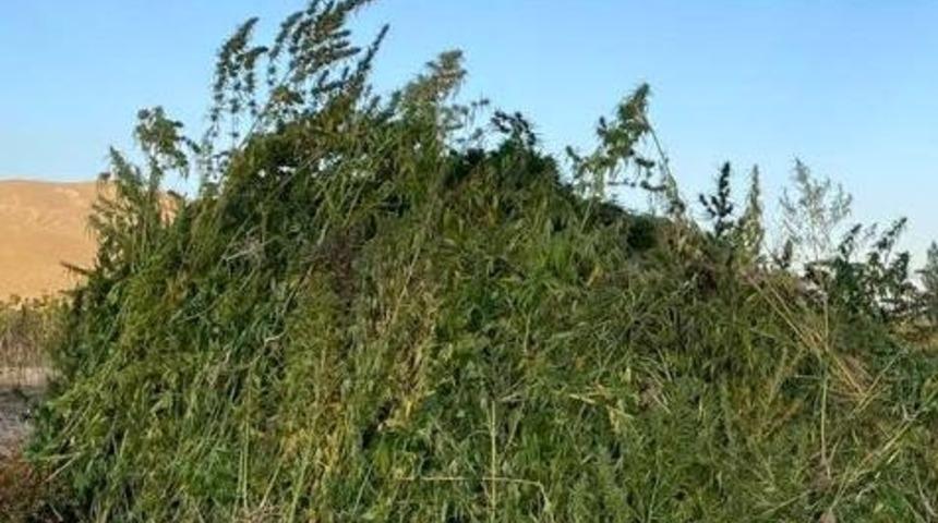 Erzurum'da mısır ve ayçiçeği tarlalarında kaçak kenevir yetiştiren 3 şüpheli yakalandı