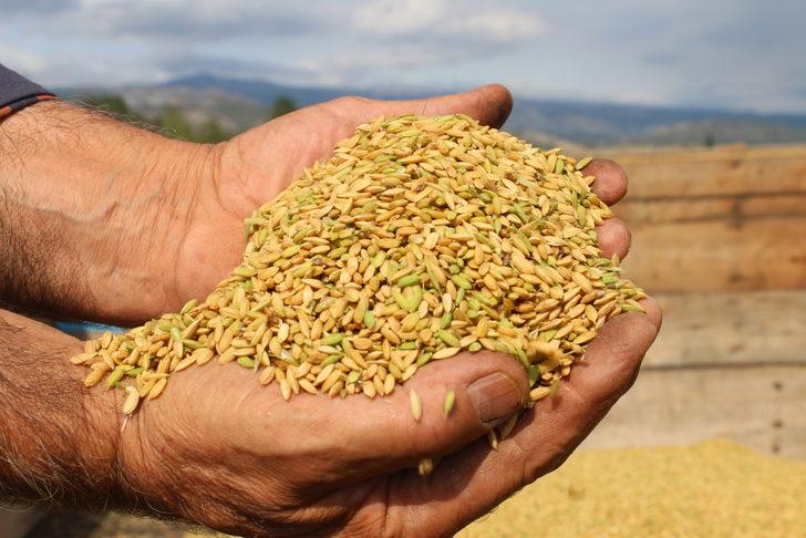 Tosya'da çeltik hasadı başladı G1