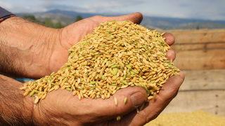 Tosya'da çeltik hasadı başladı