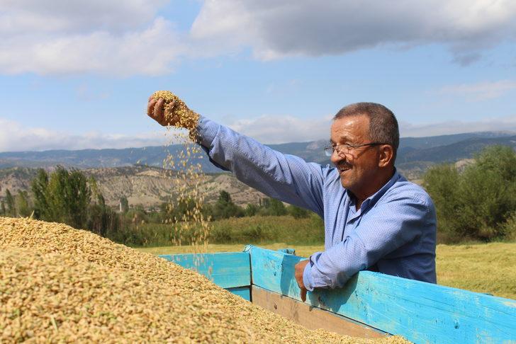 Tosya'da çeltik hasadı başladı G2