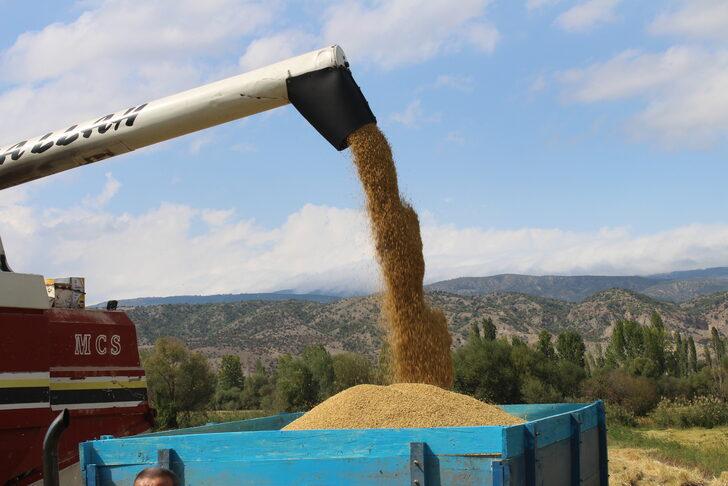 Tosya'da çeltik hasadı başladı G3