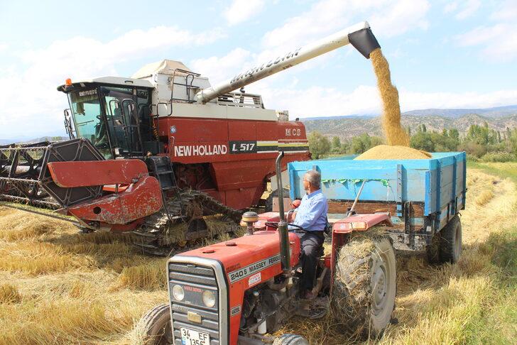Tosya'da çeltik hasadı başladı G4