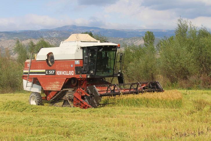 Tosya'da çeltik hasadı başladı G5