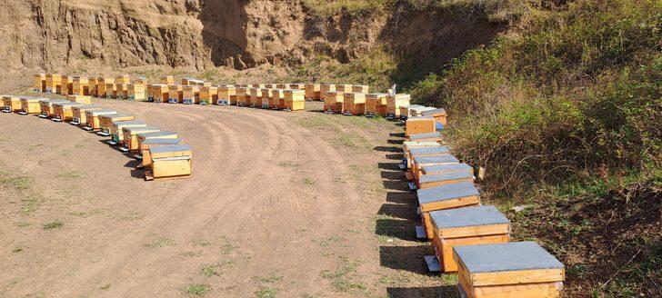 Sakarya balında bu yıl 16 bin ton rekolte bekleniyor G5