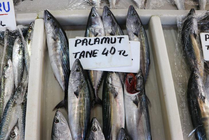 Palamut bolluğu balıkçıların yüzünü güldürmeye devam ediyor G1