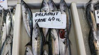 Palamut bolluğu balıkçıların yüzünü güldürmeye devam ediyor