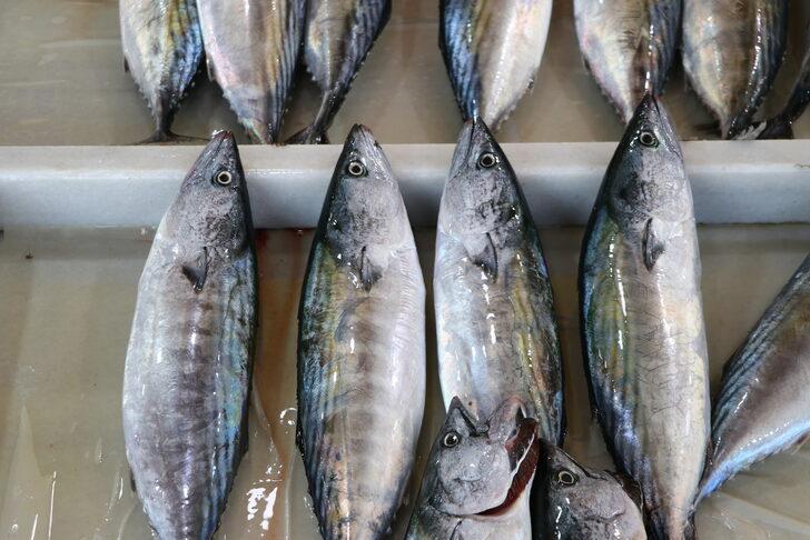 Palamut bolluğu balıkçıların yüzünü güldürmeye devam ediyor G2