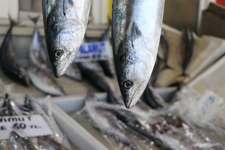 Palamut bolluğu balıkçıların yüzünü güldürmeye devam ediyor G3