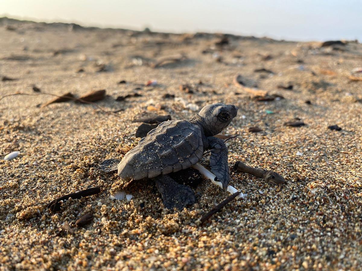 Mersin'de yumurtalarından &ccedil;ıkan deniz kaplumbağası yavruları suyla buluştu