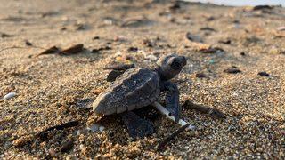 Mersin'de yumurtalarından çıkan deniz kaplumbağası yavruları suyla buluştu
