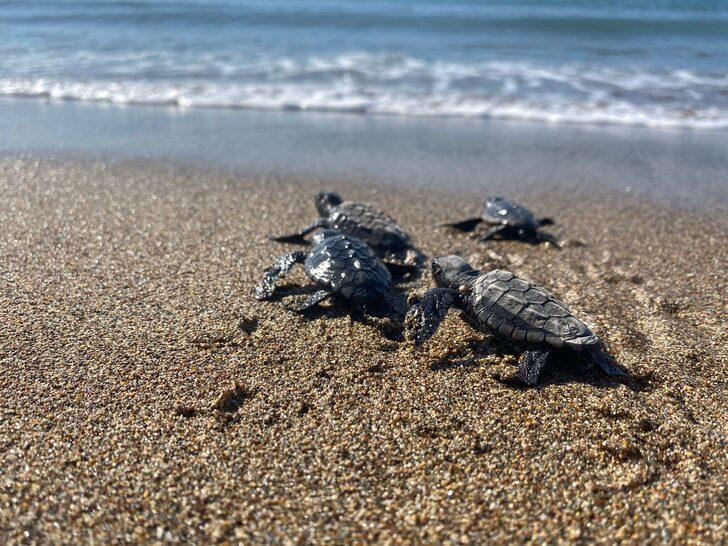 Mersin'de yumurtalarından çıkan deniz kaplumbağası yavruları suyla buluştu G2