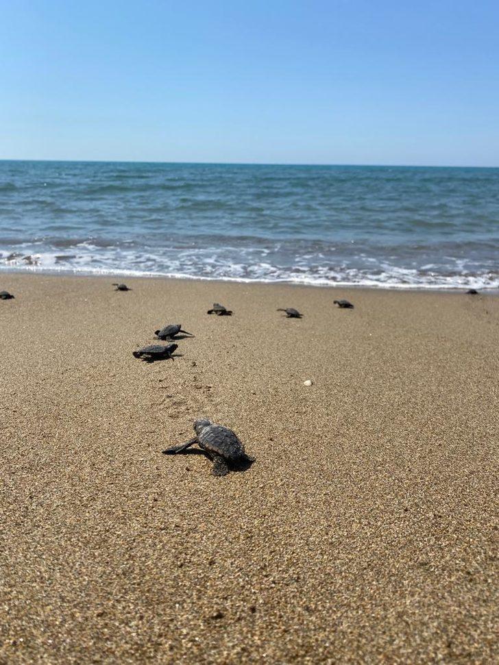 Mersin'de yumurtalarından çıkan deniz kaplumbağası yavruları suyla buluştu G3