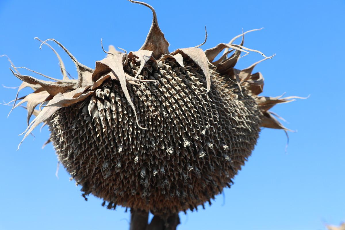 Tekirdağ'da yerli hibrit ay&ccedil;i&ccedil;eğinin rekoltesi memnun ediyor
