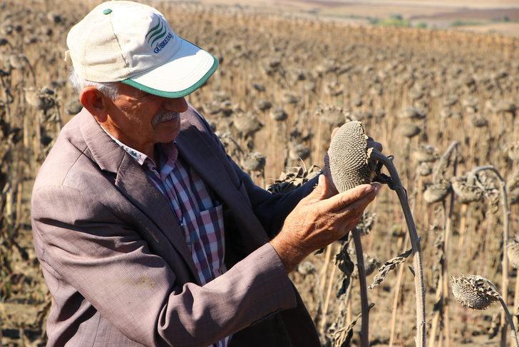Tekirdağ'da yerli hibrit ayçiçeğinin rekoltesi memnun ediyor G2