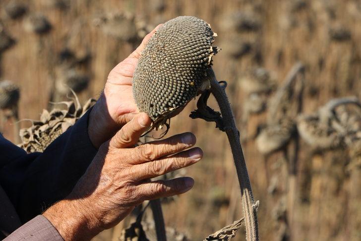 Tekirdağ'da yerli hibrit ayçiçeğinin rekoltesi memnun ediyor G3
