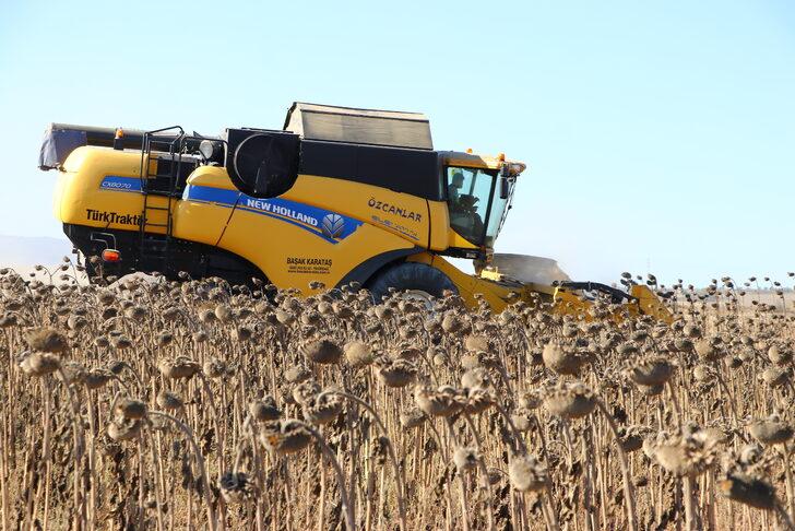 Tekirdağ'da yerli hibrit ayçiçeğinin rekoltesi memnun ediyor G4