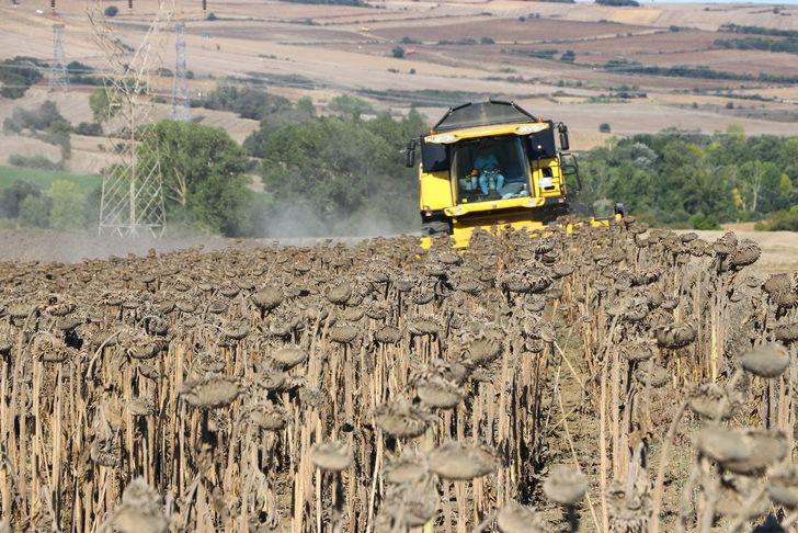 Tekirdağ'da yerli hibrit ayçiçeğinin rekoltesi memnun ediyor G5